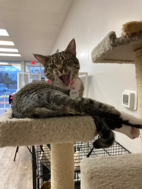 Cuddles Pet Wellness Clinic