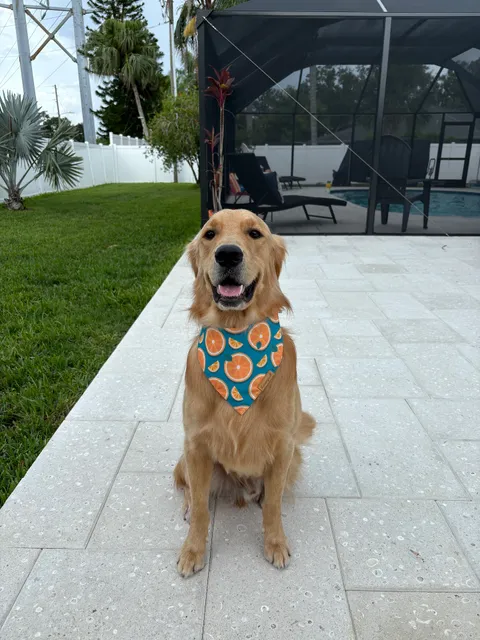 The Sandy Paw Pet Spa