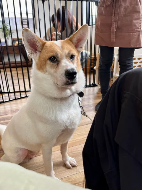 保護犬と出会えるカフェキドックスカフェ
