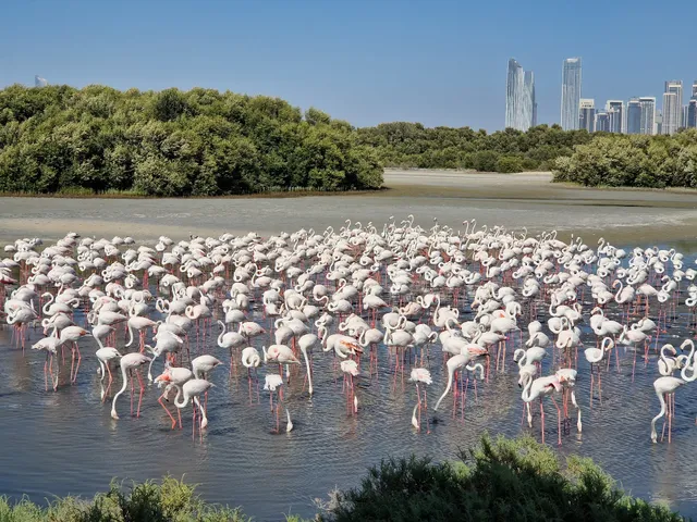 Ras Al khor flamingo sanctuary