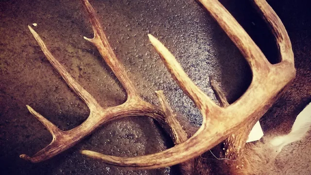 Country Style Deer Processing