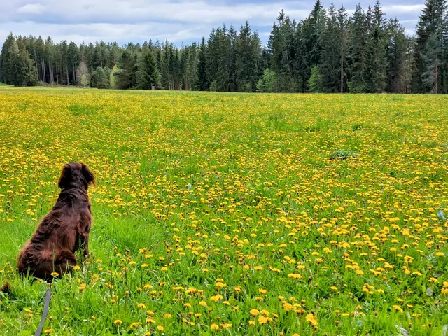 Ferienglück Unterkirnach