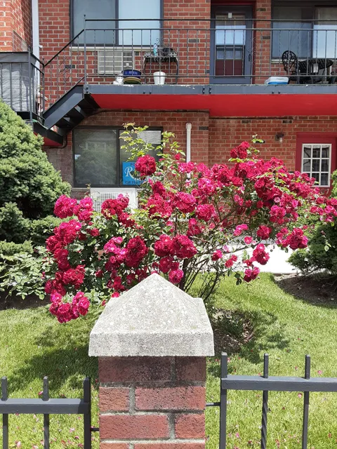 Young Israel of Forest Hills Senior League