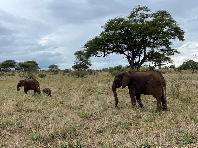 Hiking and Safari Tanzania