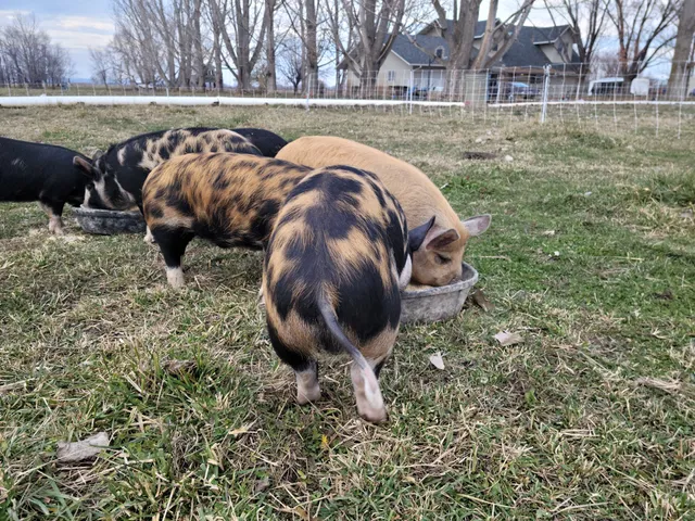 Druids Dream Acres llc