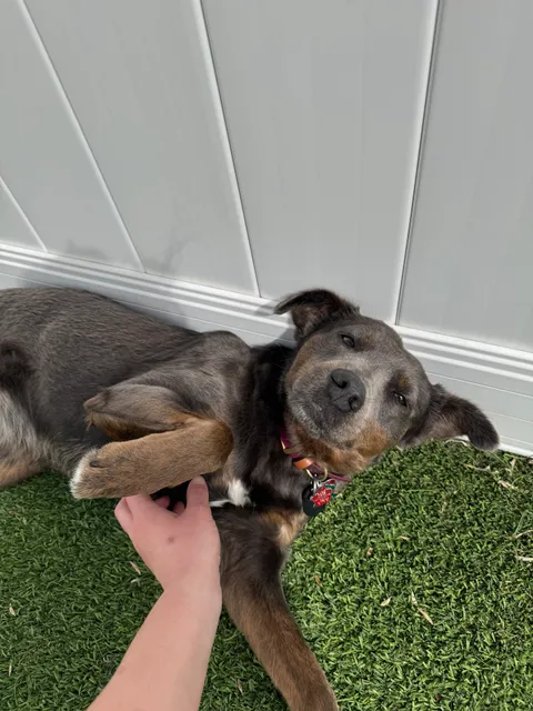 Central Bark Madison Southeast