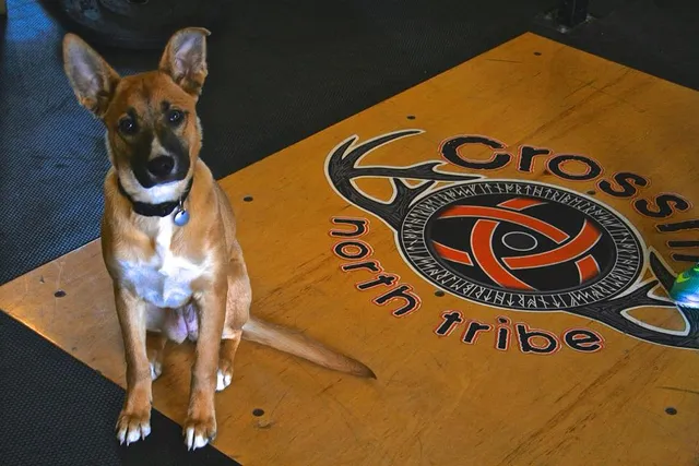 CrossFit North Tribe