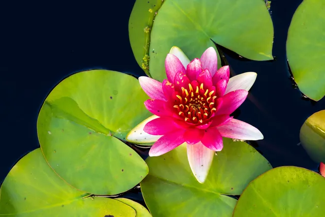 Central Garden at Lewis Ginter Botanical Garden