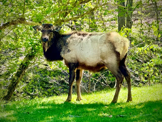 White Bison Trailhead