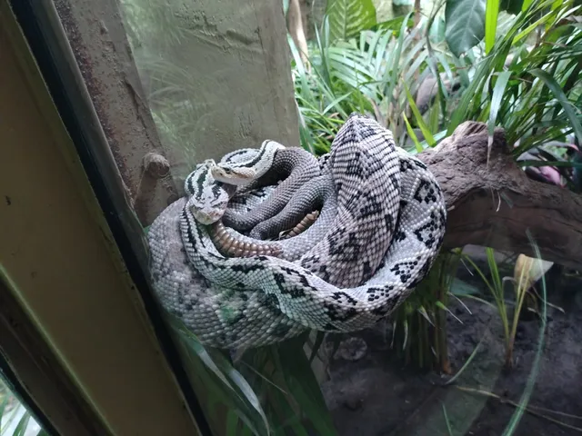 Herpetario, La Tierra de los Reptiles y Anfibios.