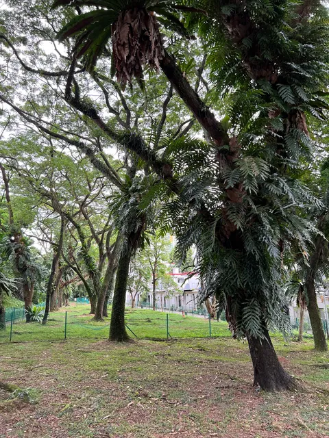 Tiong Bahru Sit Wah Dog Run