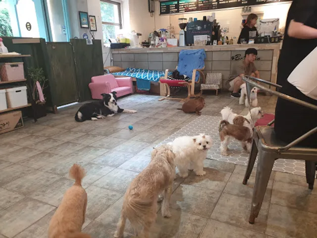 바바빈 애견카페