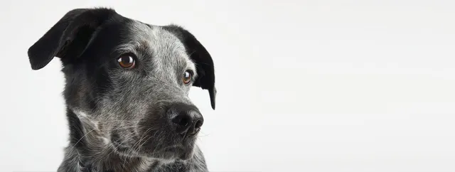 Vet Tech Institute of Houston