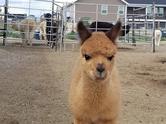 Enchanted Hollow Alpacas