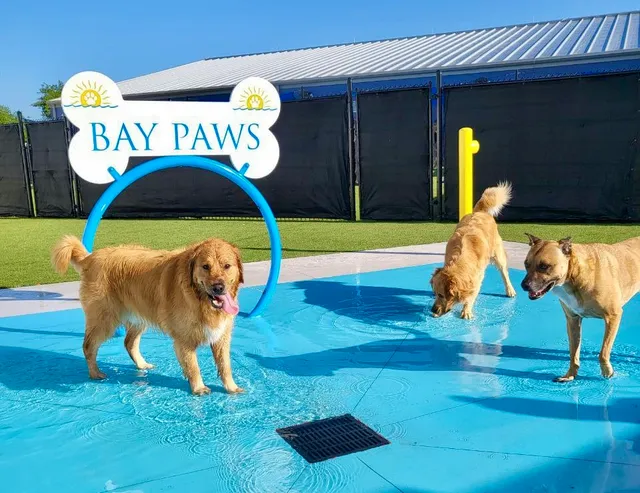Bay Paws Pet Resort - Wesley Chapel