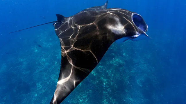 Nusablu Diving Penida