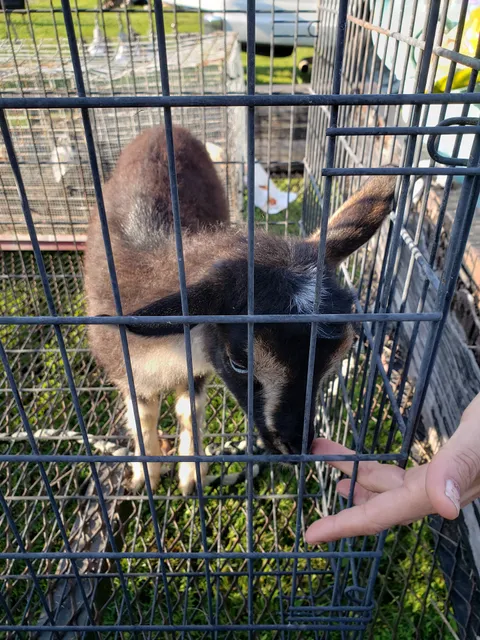 Scottsburg Sale Barn-Flea Market