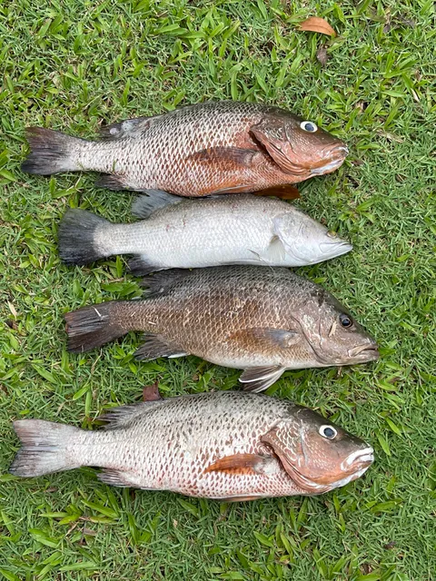 D’Best Fishing ProPond