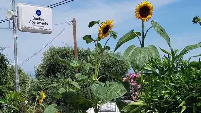 Doukas Apartments and Studios