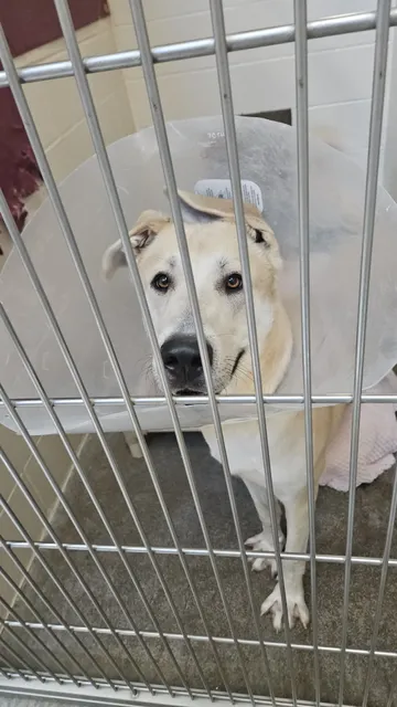 Oregon Humane Society Salem Campus