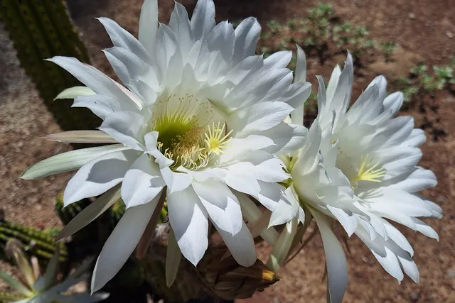 UC Davis Biological Orchard and Gardens (BOG)