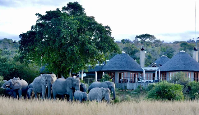 Nambiti Plains Lodge