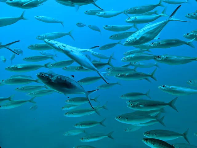 Submarine Safaris Tenerife
