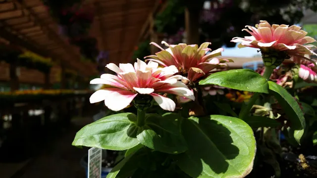 Lafayette Fruit Market