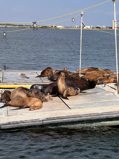 San Diego Seal Tours