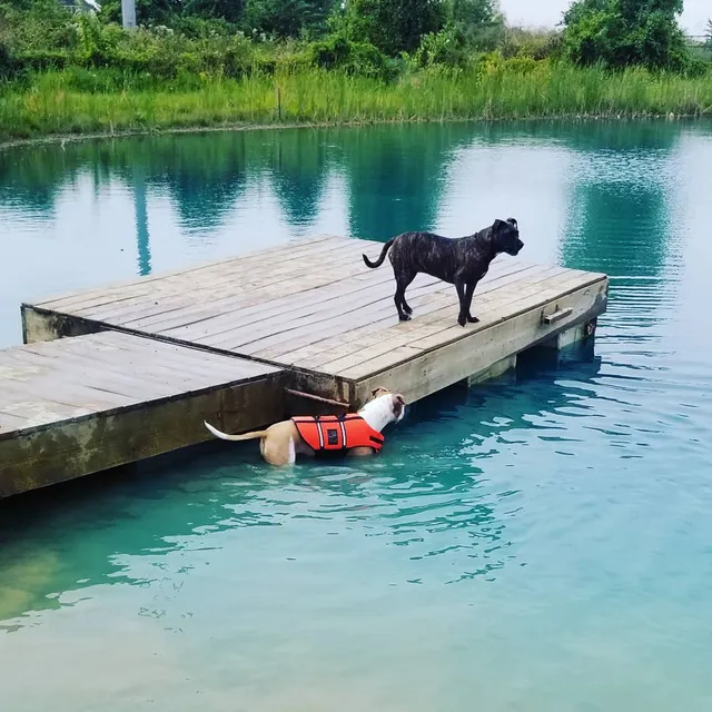 Mutt's Paradise AmuseMutt Park & Dog Training Center
