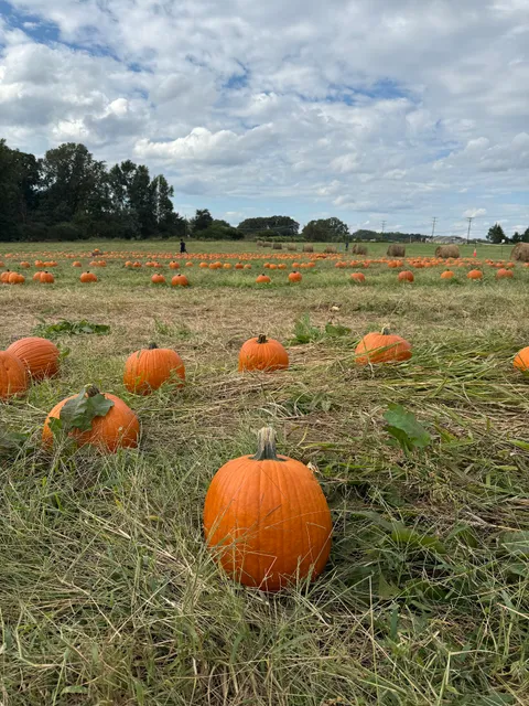 Hodges Family Farm & Pumpkin Patch - main location