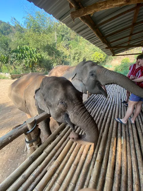 Bamboo Elephant Sanctuary