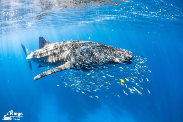 Kings Ningaloo Reef Tours