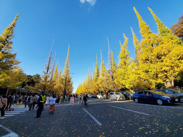 Ginkgo Trees