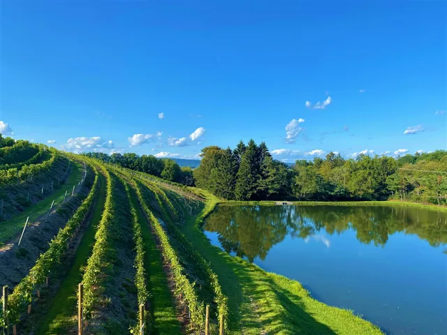 Blue Mountain Vineyards & Cellars