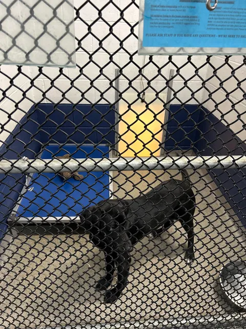 Sterling Animal Shelter