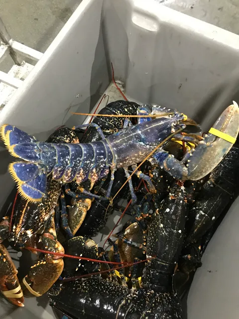 New Zealand Seafood Marketing