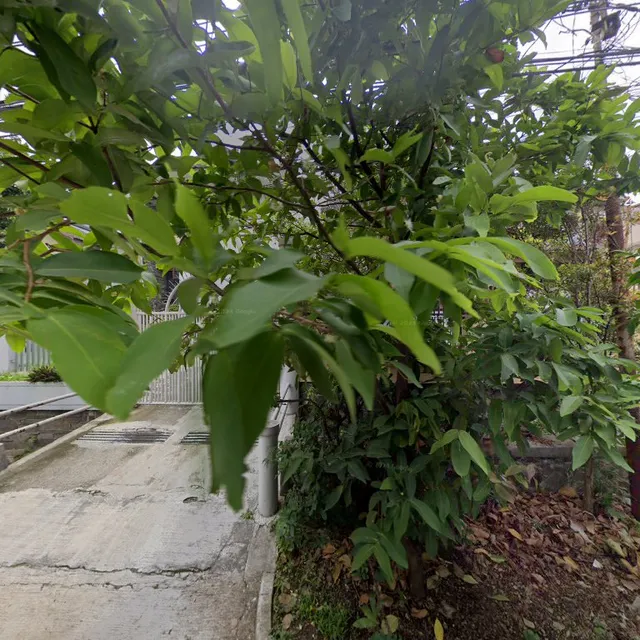 De Orange Residence Guest House