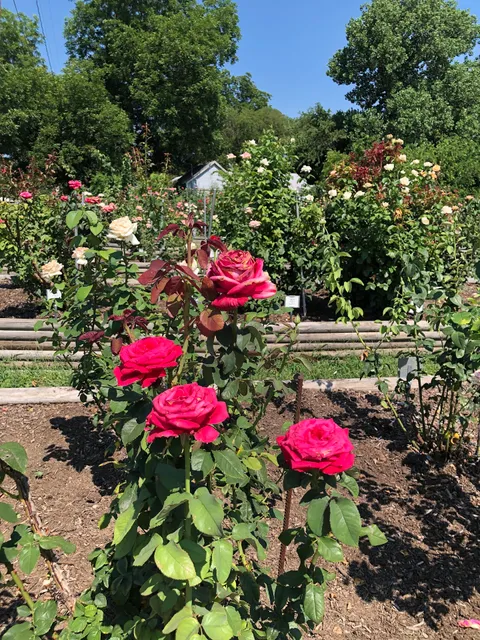 Gemini Peach and Rose Farm