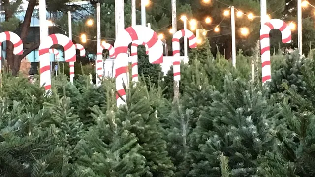 Sea Scouts Christmas Trees