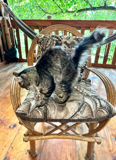 Casa Jaguar Tree House