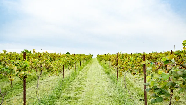 Van Till Family Farm Winery