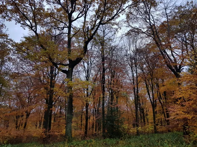 Haugh Wood - Forestry England