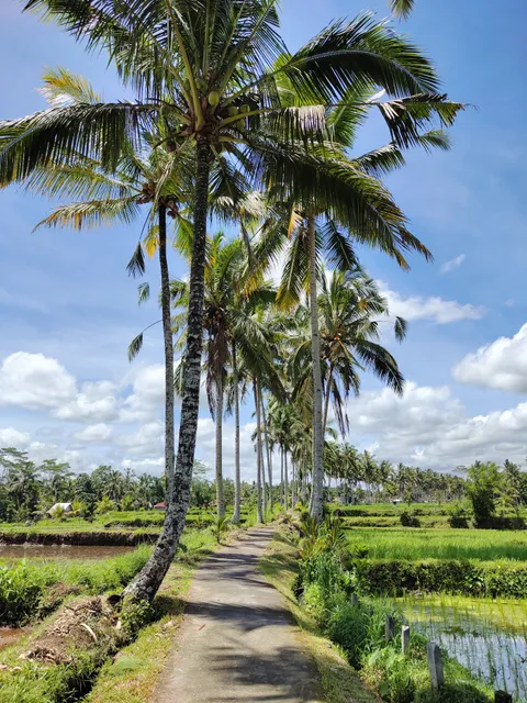 Mancingan Rice Terrace Bali