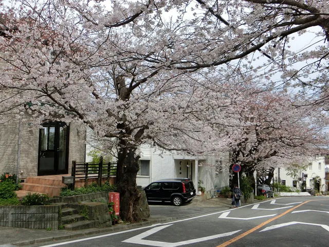 Kamakurayama Sakuramichi