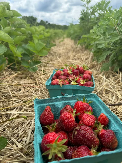 U-Pick Strawberries - Starvish Farm