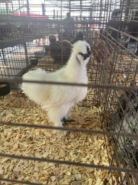 Johnson County Fair Association