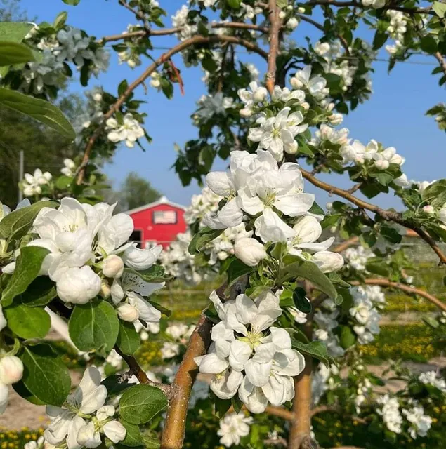 Hawk's Orchard & Farm