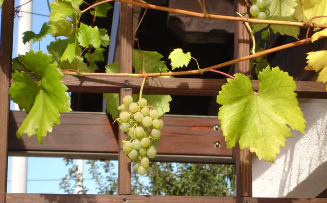 Apartman Ksenija Delnice