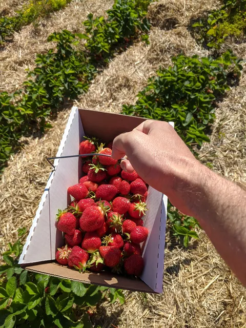 GroMoore U-Pick Strawberries & Blueberries